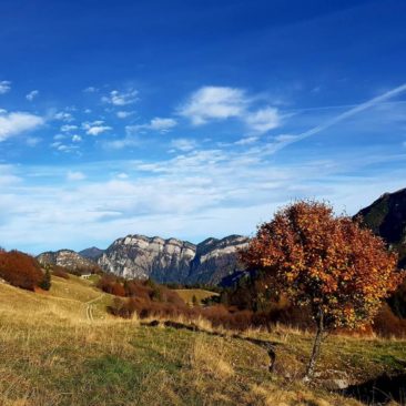 Api Ledrensi & Judicaria – riserva della biosfera